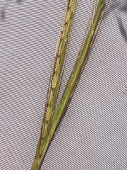 Diheteropogon amplectens