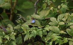 Arawacus leucogyna