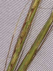 Diheteropogon amplectens