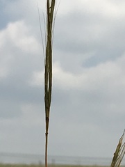 Diheteropogon amplectens