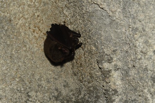 Myotis chinensis observed 2025-11-30