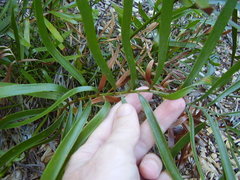 Macrozamia fawcettii
