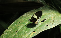 Heliconius cydno alithea