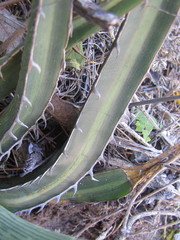Agave albomarginata