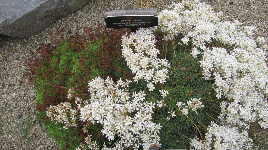 Saxifraga lingulata Bellardi