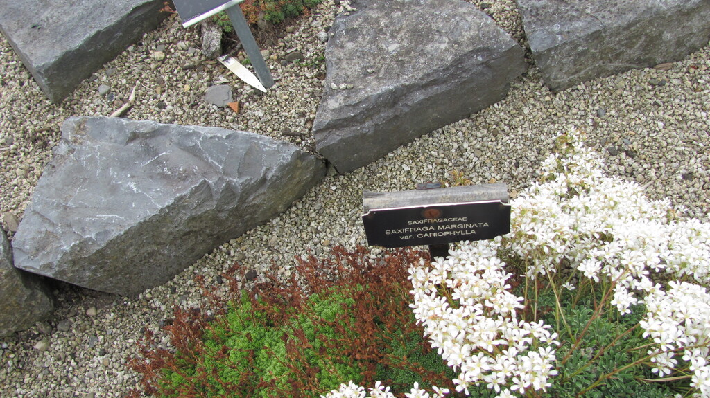 Saxifraga lingulata Bellardi 2