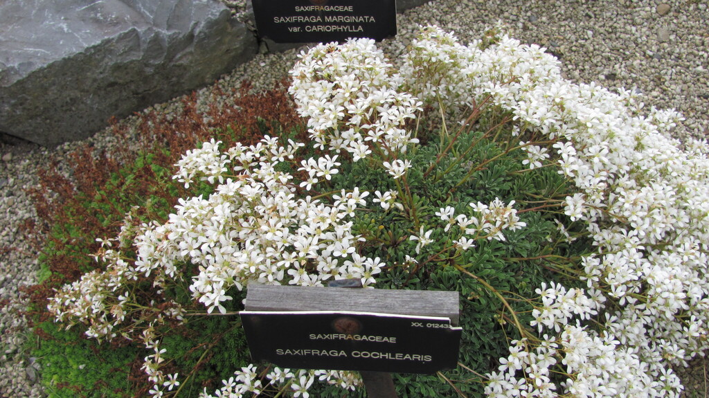 Saxifraga lingulata Bellardi 3