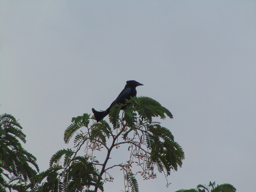 Wallacean Drongo (Dicrurus densus), photo 9