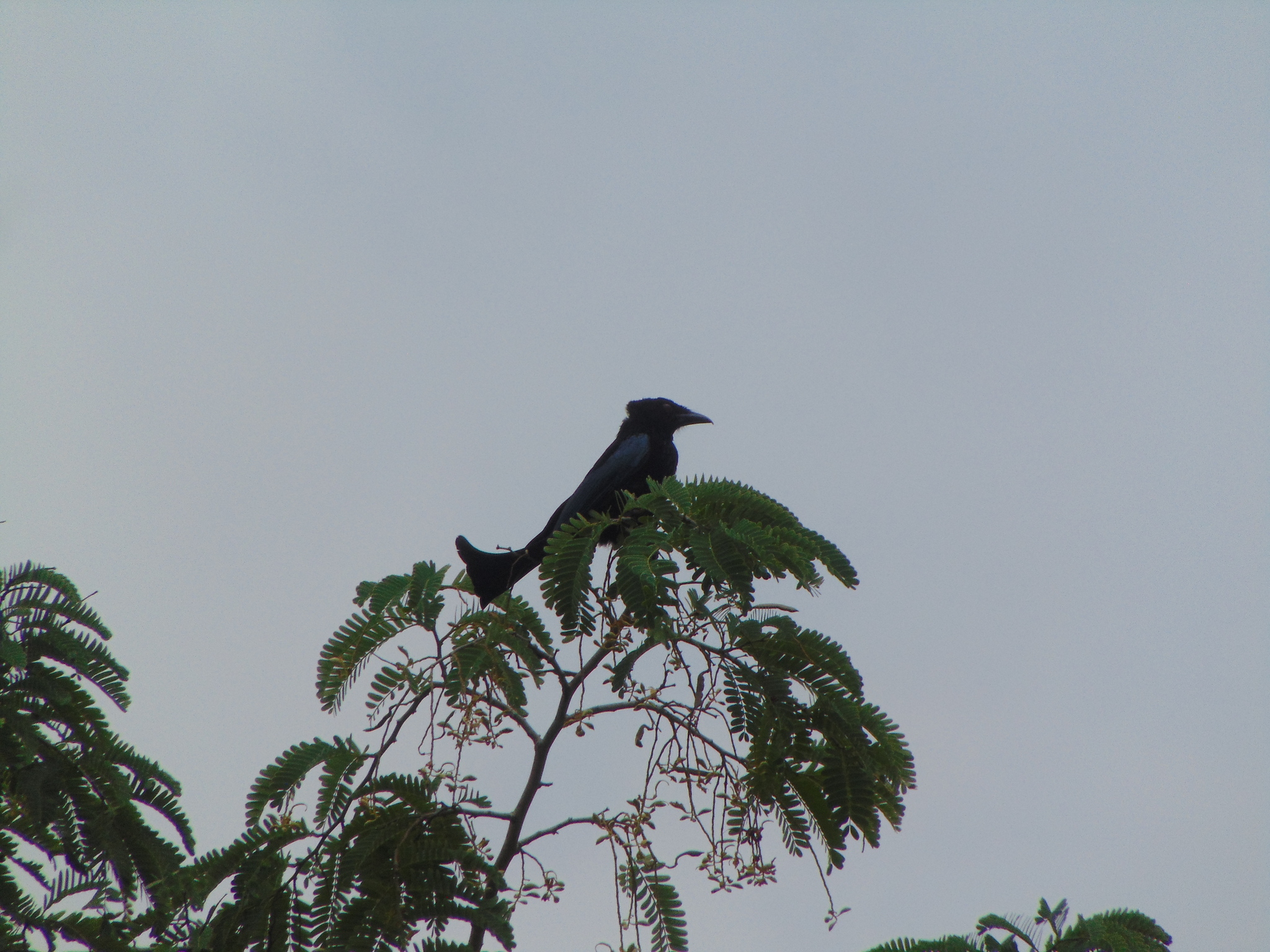Wallacean Drongo (Dicrurus densus), photo 3