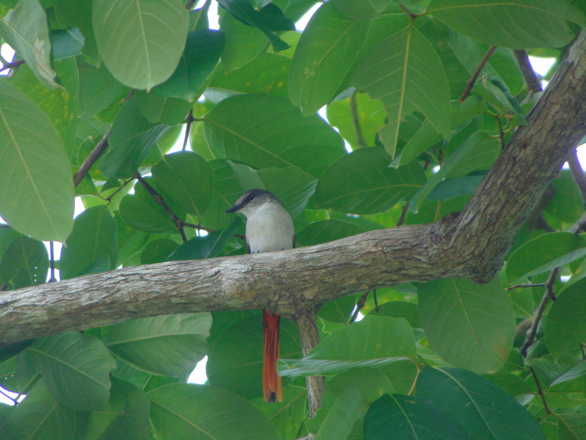 Little Minivet (Pericrocotus lansbergei), photo 2