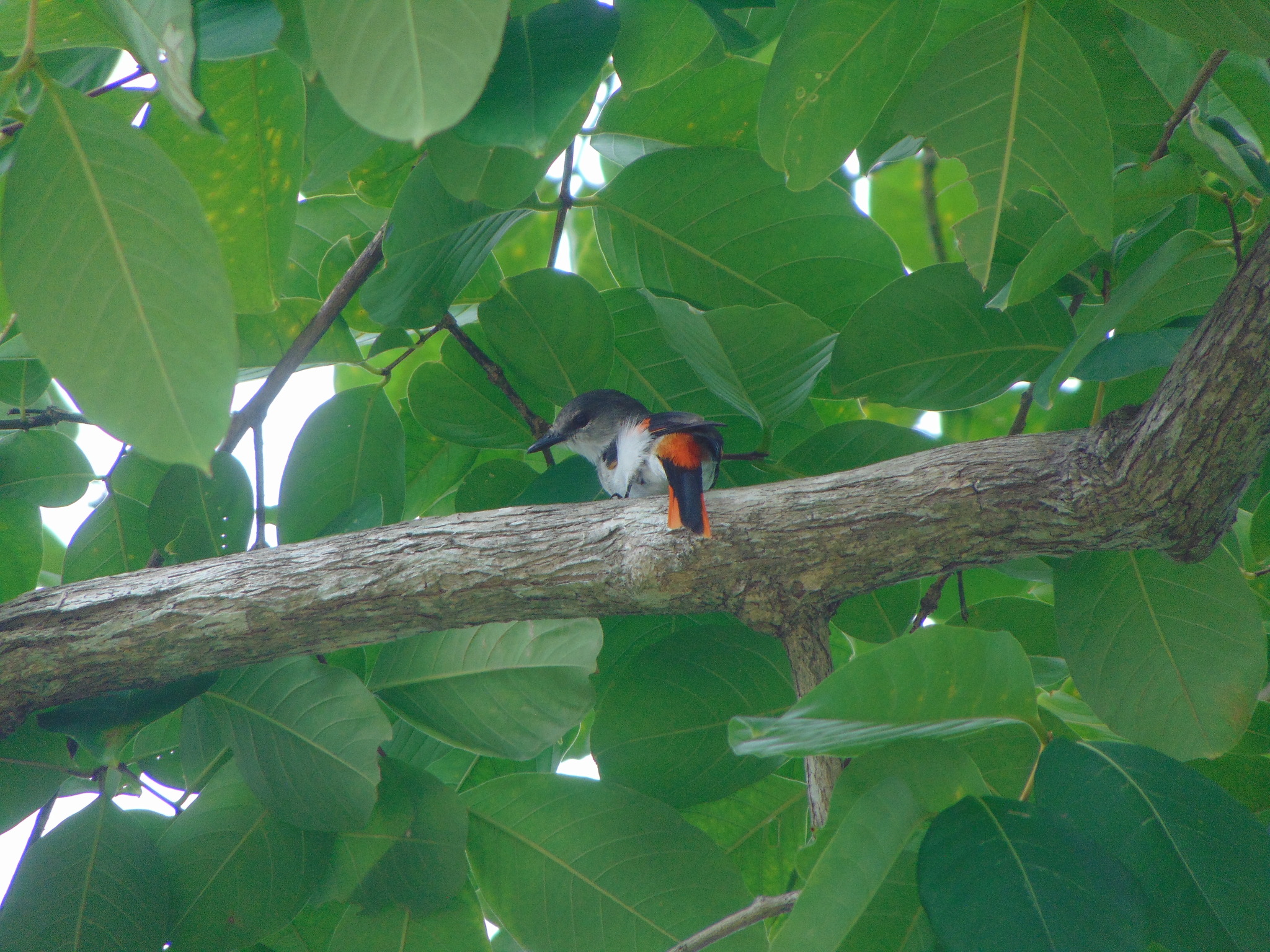Little Minivet (Pericrocotus lansbergei), photo 3