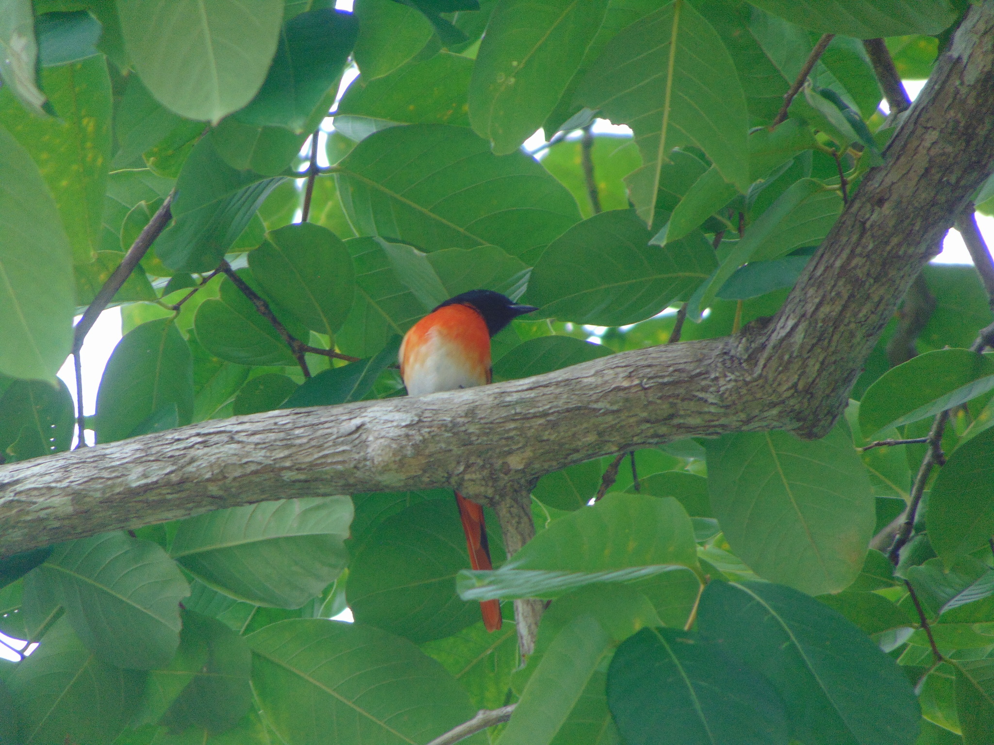 Little Minivet (Pericrocotus lansbergei), photo 4