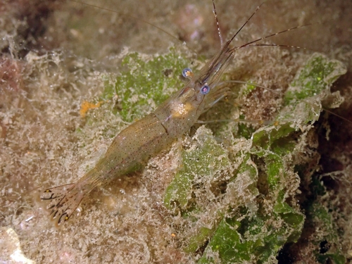 Baltic prawn, photo 8 of 8