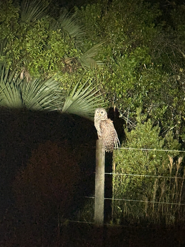 View observation of {o.common_name} on iNaturalist