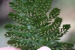 Abrodictyum elongatum