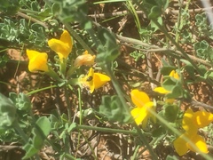 Lotus lancerottensis