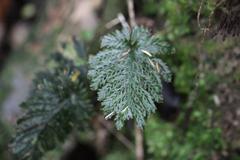 Abrodictyum elongatum