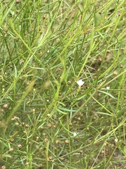 Oldenlandia herbacea