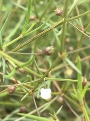 Oldenlandia herbacea