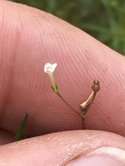 Oldenlandia herbacea