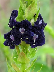 Stachytarpheta orubica