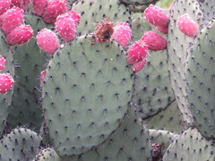 Opuntia hyptiacantha