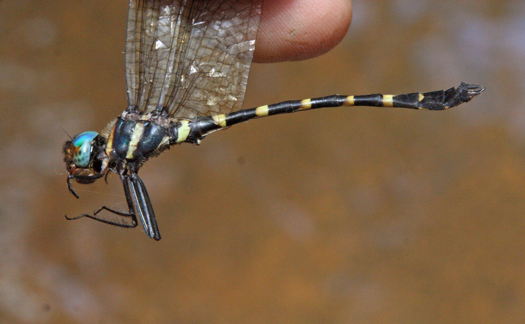 Macromia aculeata