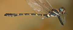 Macromia aculeata