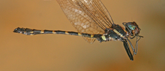 Macromia aculeata