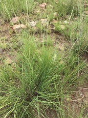 Trichanthecium natalense