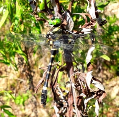 Epophthalmia elegans