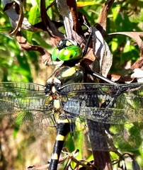 Epophthalmia elegans