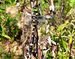 Epophthalmia elegans