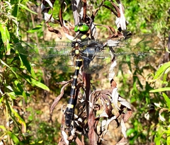 Epophthalmia elegans