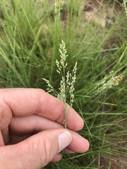 Trichanthecium natalense