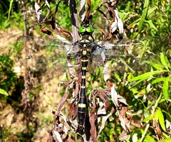 Epophthalmia elegans