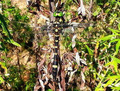 Epophthalmia elegans