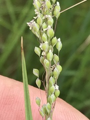 Trichanthecium natalense