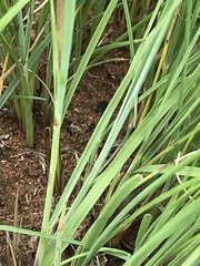 Trichanthecium natalense