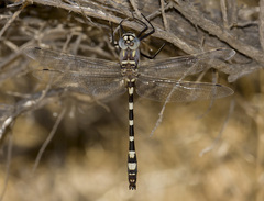 Macromia magnifica
