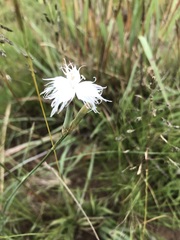 Dianthus mooiensis