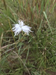 Dianthus mooiensis