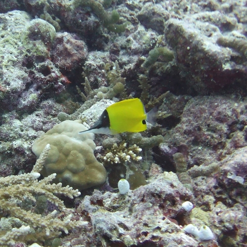Forceps Butterflyfish — seen at this dive site
