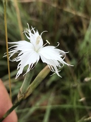 Dianthus mooiensis