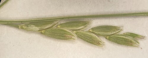 Glyceria leptostachya, 2025-09-25
