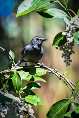 Dumetella carolinensis