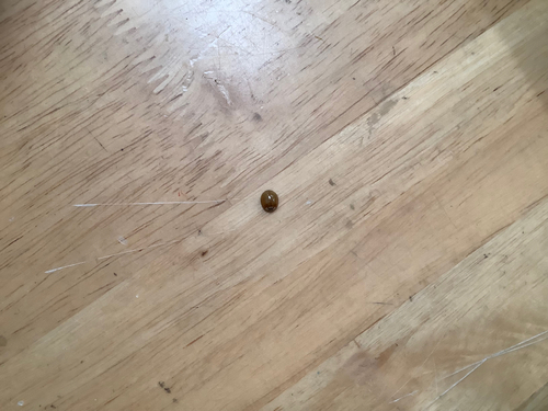 Asian Lady Beetle