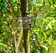 Epophthalmia elegans