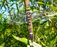 Epophthalmia elegans