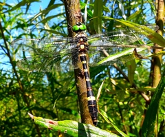 Epophthalmia elegans